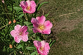 Pasture Rose Seeds Rosa carolina Pink Native Wild Rose Seeds Perennial Shrub Garden Flower Planting 15 Seeds