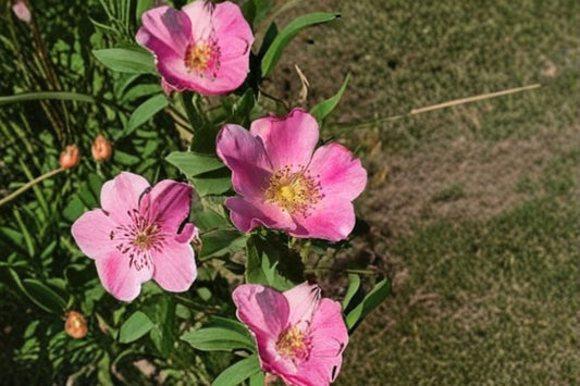 Pasture Rose Seeds Rosa carolina Pink Native Wild Rose Seeds Perennial Shrub Garden Flower Planting 15 Seeds