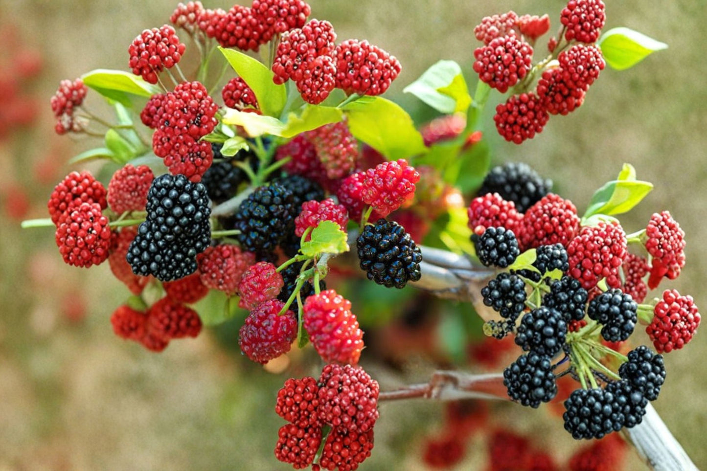 Dwarf Mulberry Tree Live Plant – 3 Inch Pot – Morus spp.
