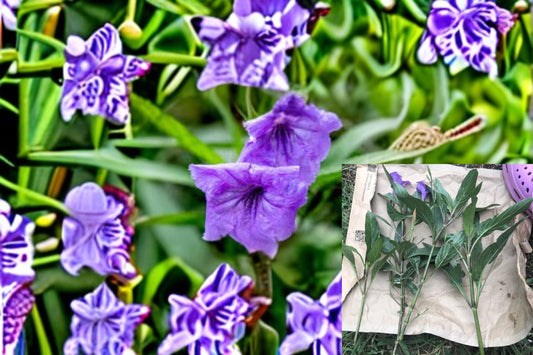 Mexican Petunia 12 Cuttings – Ruellia simplex
