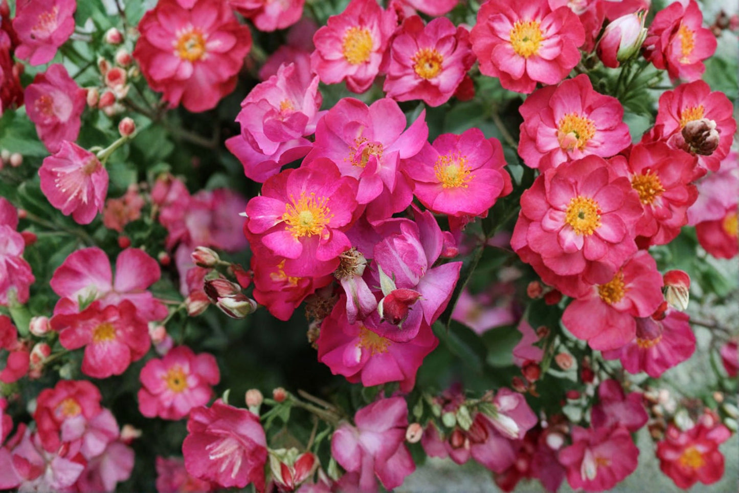 Robin Hood Hybrid Musk Rose – 4 Live Cuttings – 5–7" – Rosa 'Robin Hood'