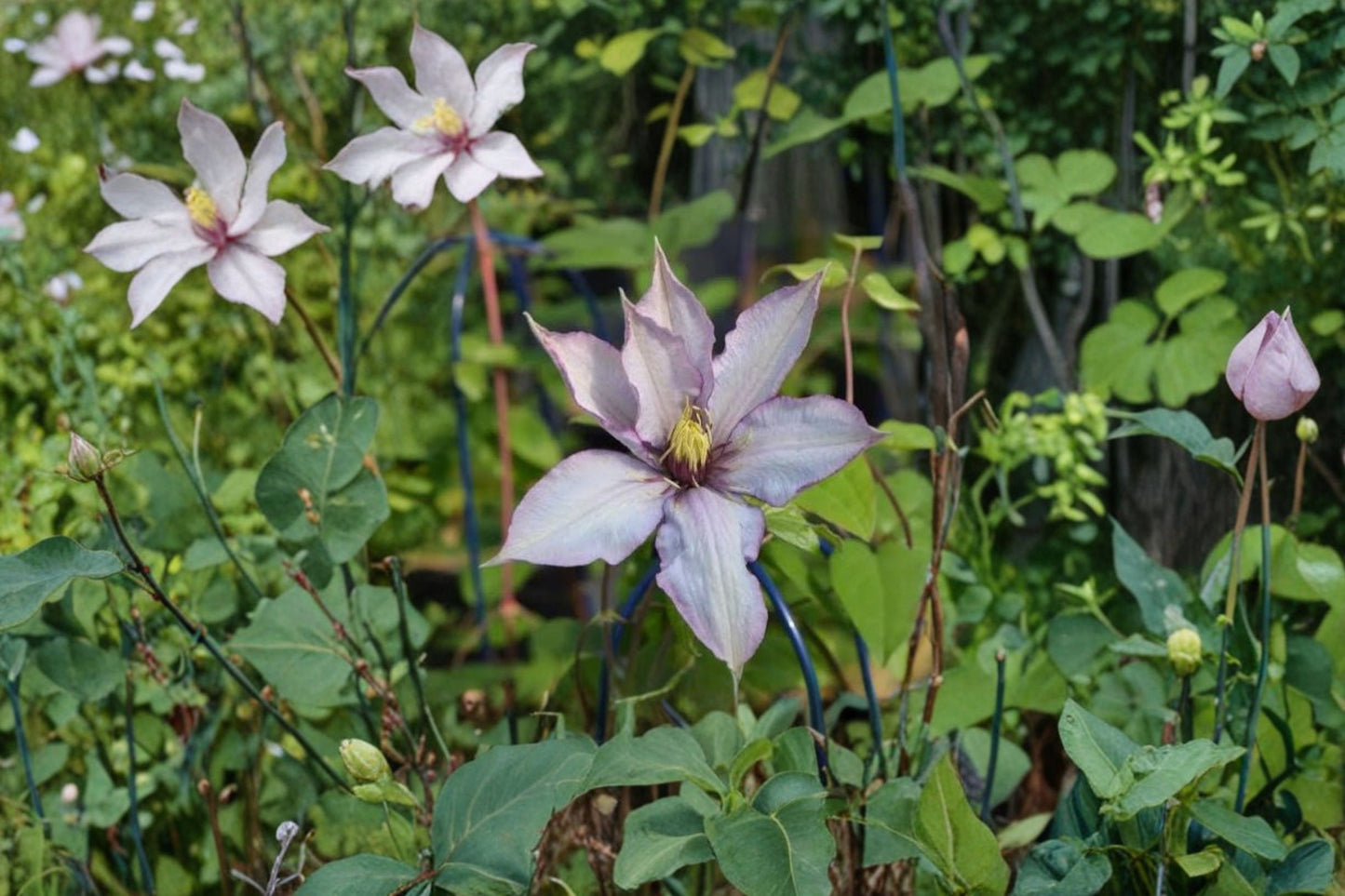 Clematis 'Samaritan Jo' Live Plant – Heat-Resistant Large-Flowered Vine – Group 3 Pruning