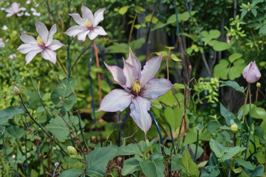 Clematis 'Samaritan Jo' Live Plant – Heat-Resistant Large-Flowered Vine – Group 3 Pruning