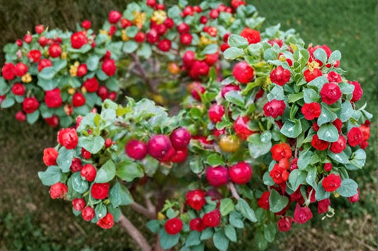 Barbados Cherry Tree 1 Live Starter Plant – Malpighia emarginata