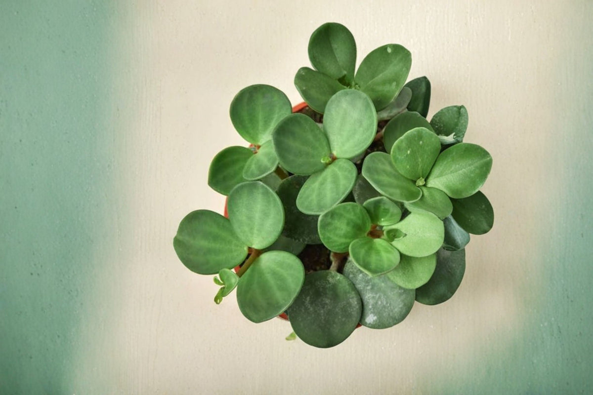 Peperomia Hope Live Plant | Easy Care Indoor Houseplant | Peperomia Hope in 2.5 Inch Pot | Trailing Tropical Plant | Small Houseplant