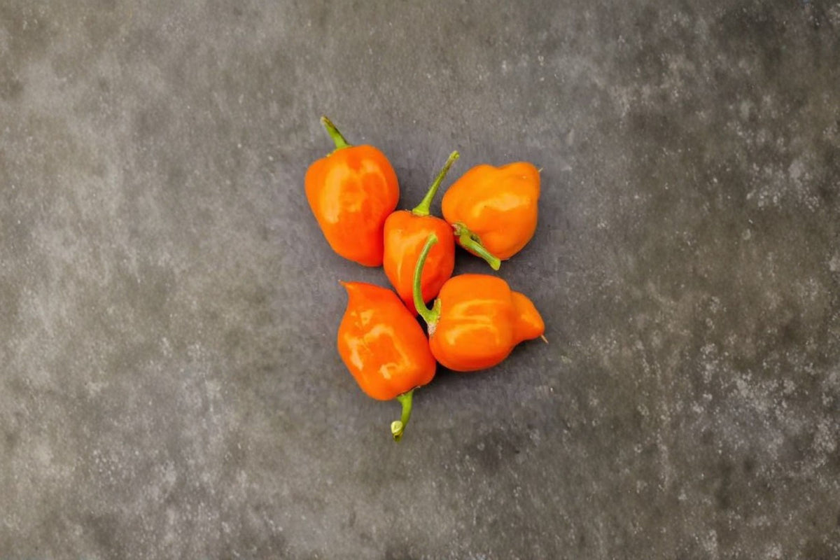 Caribbean Orange Habanero Live Plants | 3 Super Hot Pepper Plants | Orange Habanero Chili | 75+ Day Starter Plants | Organic Grown