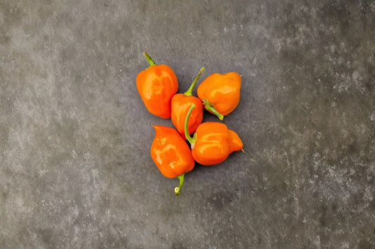 Caribbean Orange Habanero Live Plants | 3 Super Hot Pepper Plants | Orange Habanero Chili | 75+ Day Starter Plants | Organic Grown