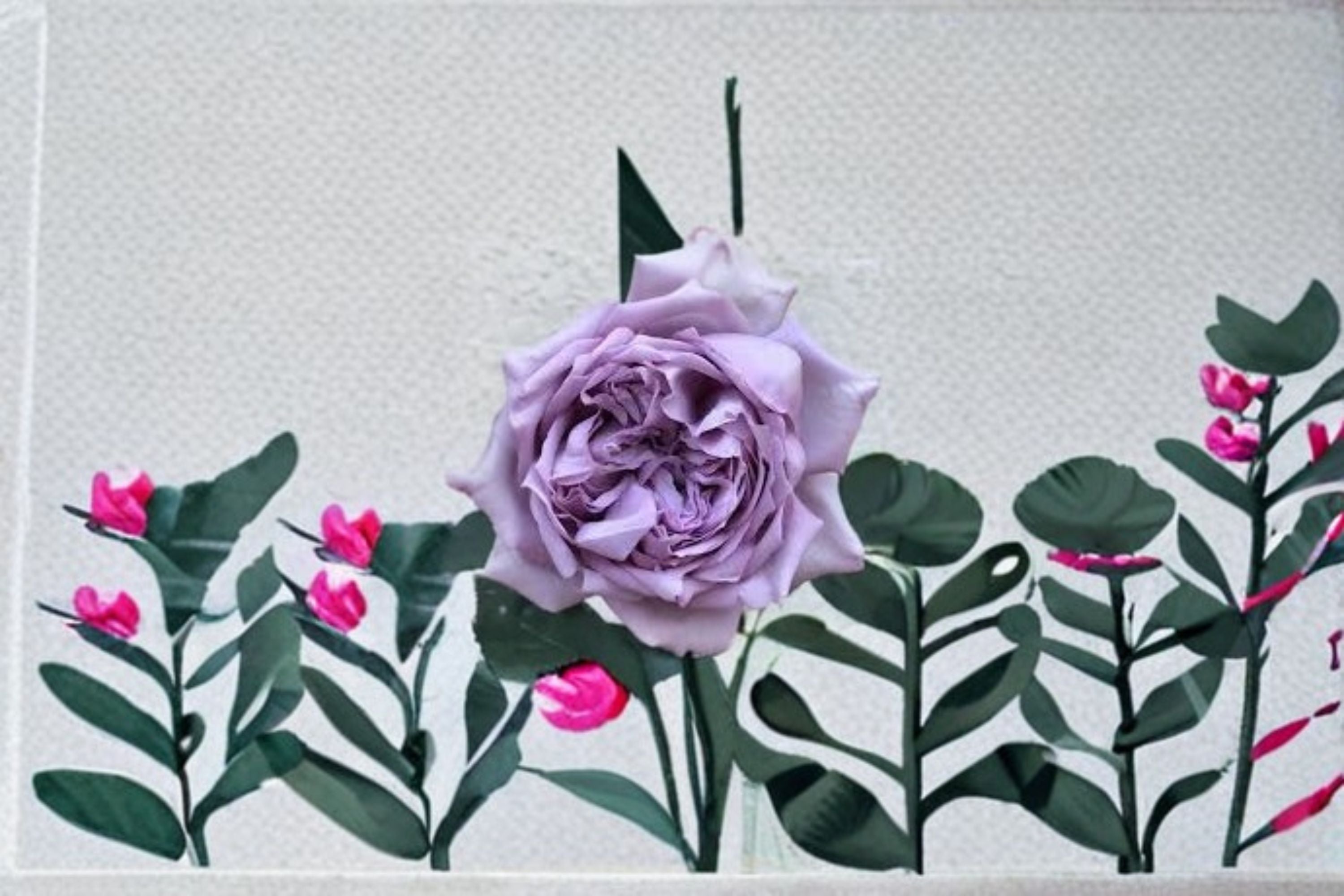 Antique Watch Rose Live Plant – Fragrant Japanese Own Root Rose