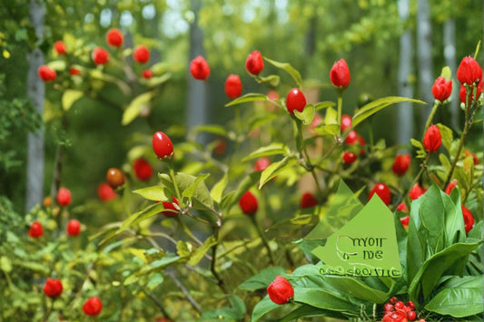 Chiltepin Pepper Live Plant – 4" Pot – 1 Clump – Wild Hot Chili