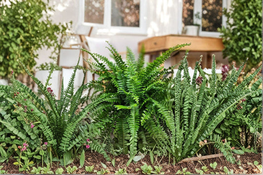 Boston Fern Live Plant – 6-Inch Pot – Nephrolepis exaltata