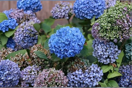 Nikko Blue Hydrangea 1 Quart Live Plant – 6–10 Inches Tall – Hydrangea macrophylla