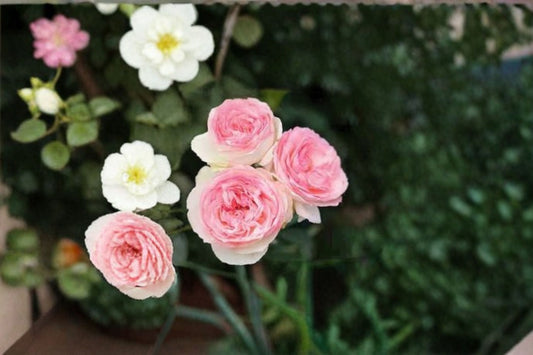 Eden Climber Rose 3 Cuttings – Rosa ‘Eden’