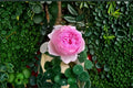 Yu Huan Ming Rose Live Plant – Fragrant Pink Chinese Cut Rose
