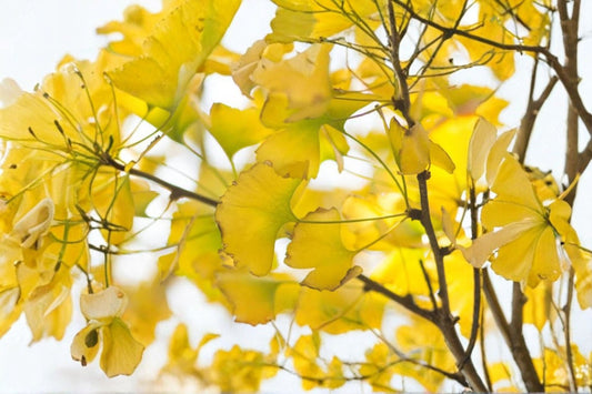 Ginkgo Tree 3 Live Plants – 12–24 Inches, Bare Root – Ginkgo biloba