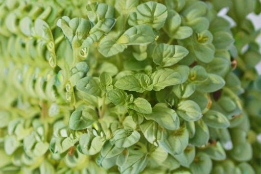 Orange Mint Live Plants – 5 Rooted Stems – Mentha × piperita