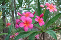 Pink Plumeria 1 Cutting – Plumeria rubra