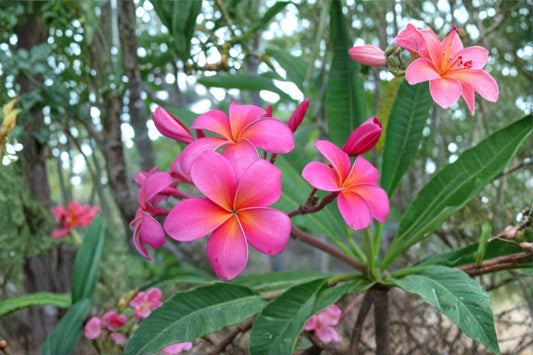 Pink Plumeria 1 Cutting – Plumeria rubra