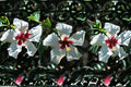 White Wing Hibiscus 1 Plant – Hibiscus rosa-sinensis ‘White Wings’