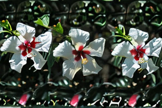 White Wing Hibiscus 1 Plant – Hibiscus rosa-sinensis ‘White Wings’