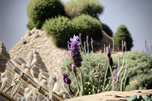 Goodwin Creek Lavender 2, 4, or 6 Plants – Lavandula x ginginsii ‘Goodwin Creek Grey’
