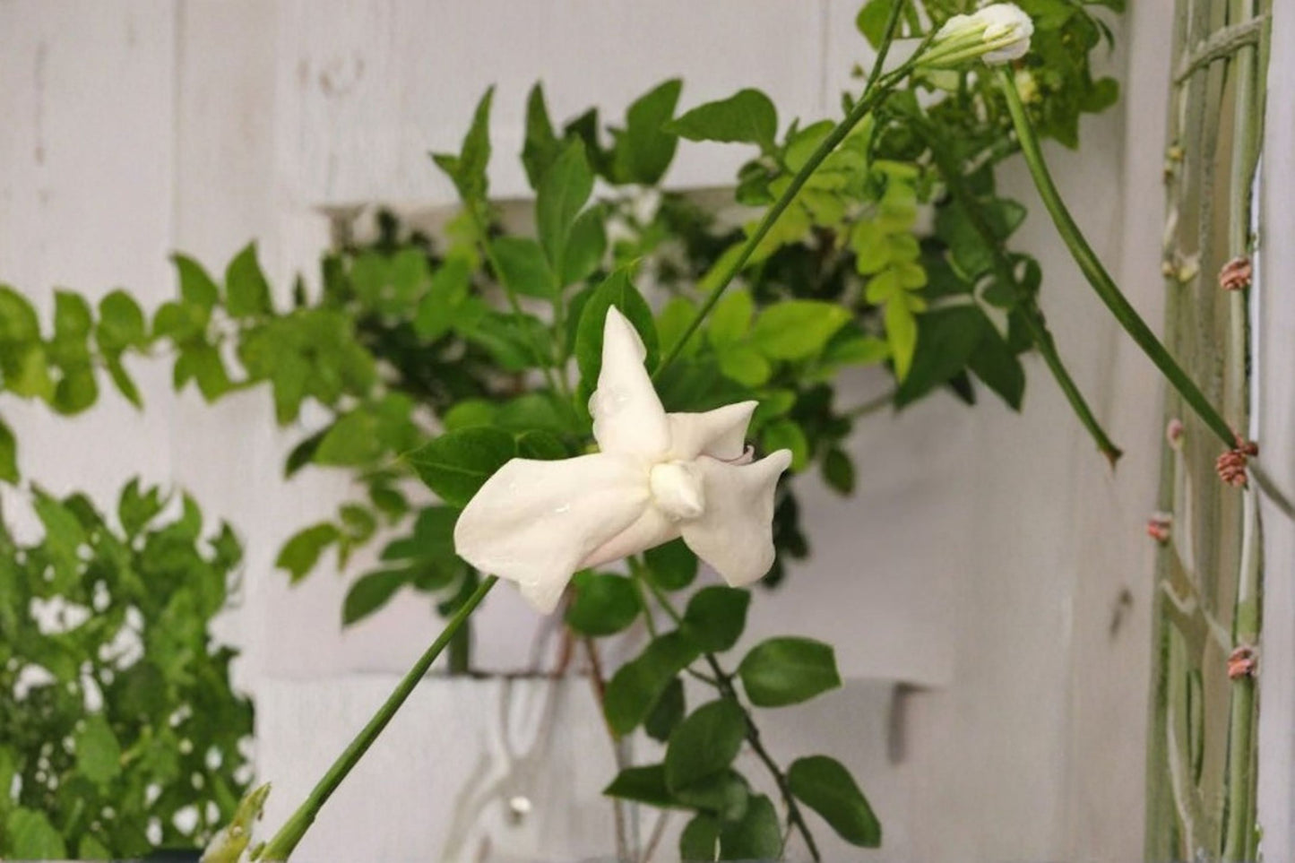Jasmine Officinale Live Vine Plant – 8–10" Tall – Fragrant White Flowers – Jasminum officinale