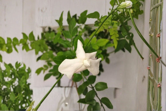 Jasmine Officinale Live Vine Plant – 8–10" Tall – Fragrant White Flowers – Jasminum officinale