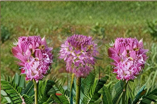 Rocky Mountain Bee Plant Seeds Cleome Serrulata Pink Purple Native Wildflower Annual Garden Meadow Flower 75 Seeds