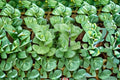 Apple Mint 10 Cuttings – Mentha suaveolens