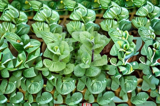 Apple Mint 10 Cuttings – Mentha suaveolens