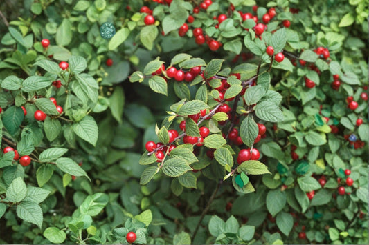 2 Nanking Bush Cherry Live Plants | Prunus tomentosa 'Nanking' | 24+ Inch Cherry Shrubs | Fruiting Cherry Bush | Edible Fruit Plant