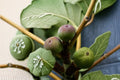 Olympian Fig Live Plant – Cold Hardy Heirloom Fruit Tree