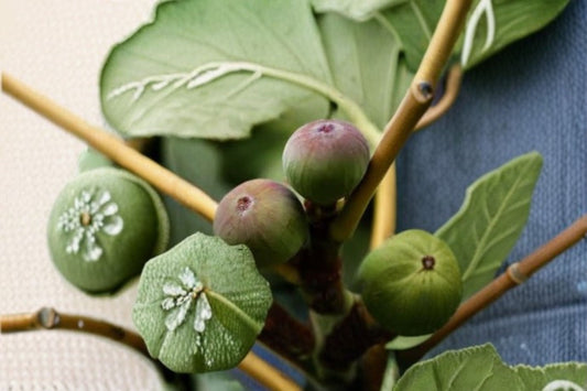 Olympian Fig Live Plant – Cold Hardy Heirloom Fruit Tree