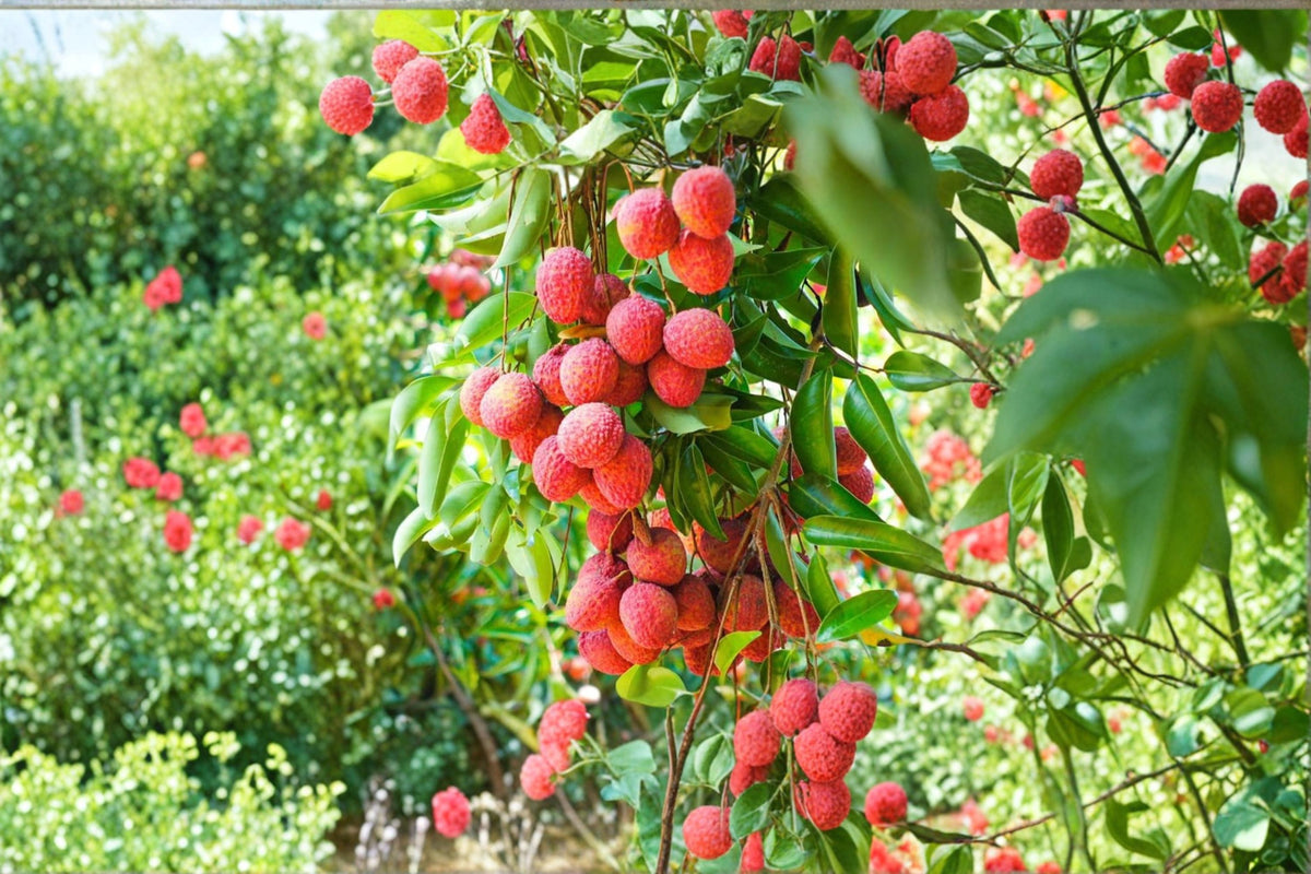 Lychee Tree Live Plant | Litchi chinensis | Tropical Fruit Tree | 6-8 Inch Plant | 4 Inch Pot | Edible Fruit Plant | Zones 10-11