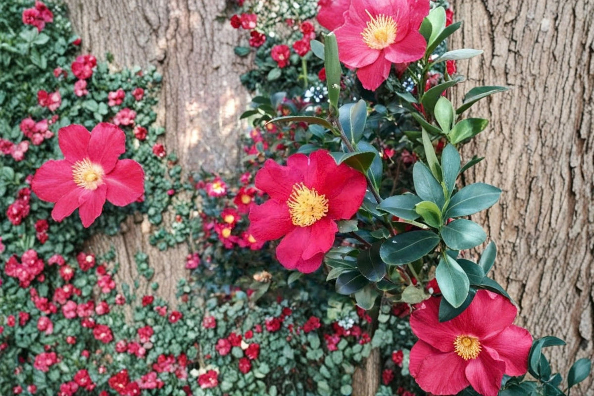 Camellia japonica 'Yuletide' Live Plant | Red Flowering Camellia | Evergreen Shrub | Gold Stamens | Shade to Partial Sun | Zones 7-10