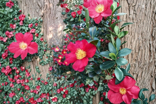 Camellia japonica 'Yuletide' Live Plant | Red Flowering Camellia | Evergreen Shrub | Gold Stamens | Shade to Partial Sun | Zones 7-10