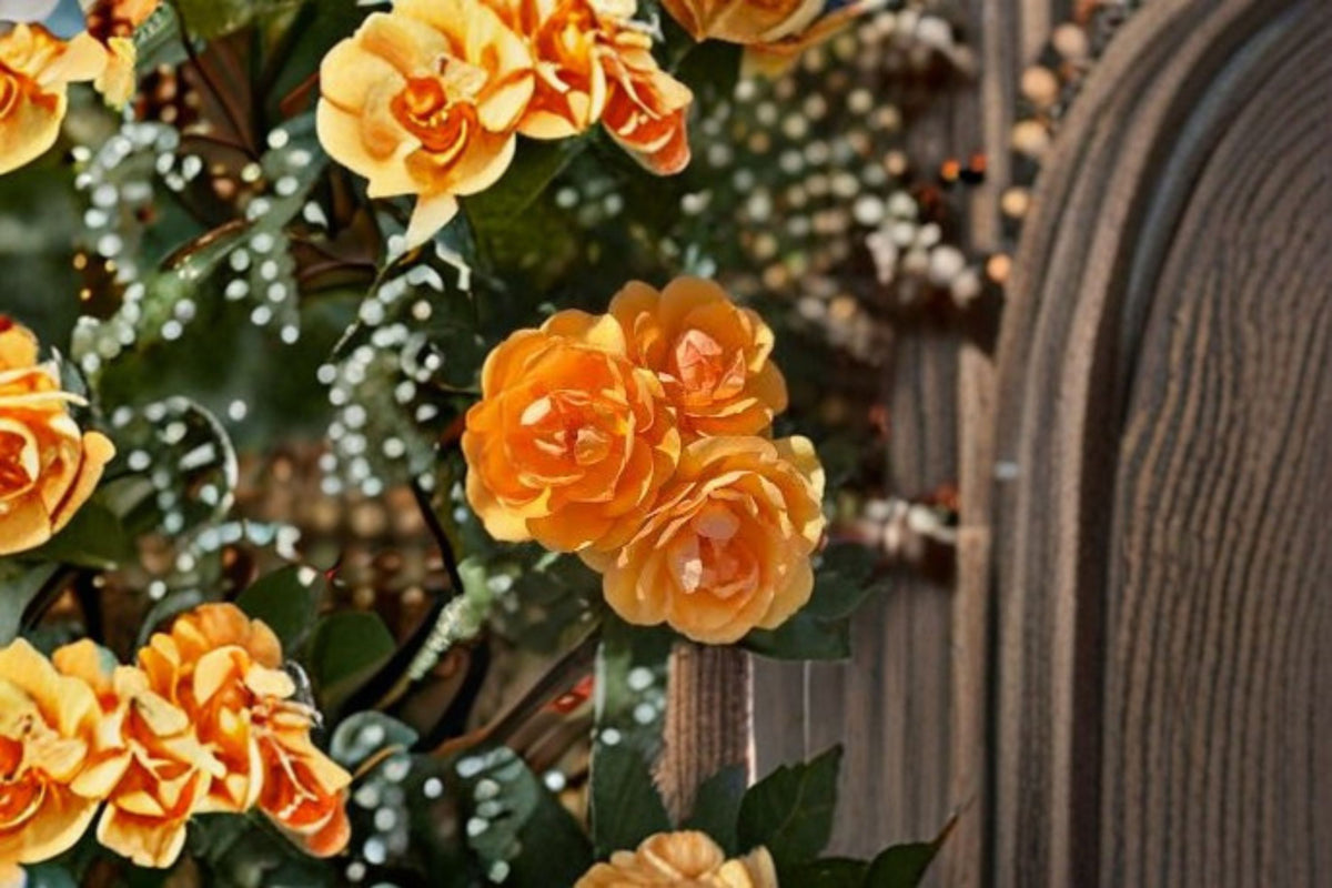 South Africa Rose Live Plant – 1.5 Gal Apricot Orange Rose