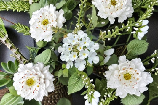 Trailing White Lantana 1 Plant – Lantana montevidensis ‘Alba’
