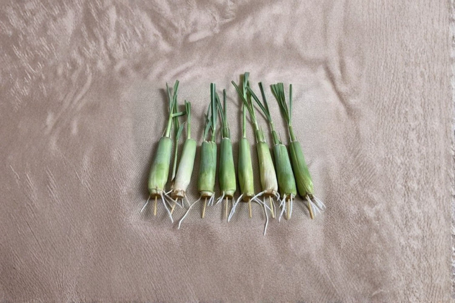 10 West Indian Lemongrass Live Plants – 7–10" Tall – Hydroponic Rooted – Cymbopogon citratus