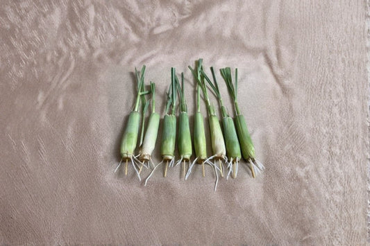 10 West Indian Lemongrass Live Plants – 7–10" Tall – Hydroponic Rooted – Cymbopogon citratus