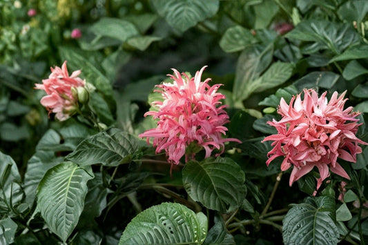 Jacobina Pink Justicia Carnea 2 Live Plants – 4–6" Tall – Soil-Wrapped Roots