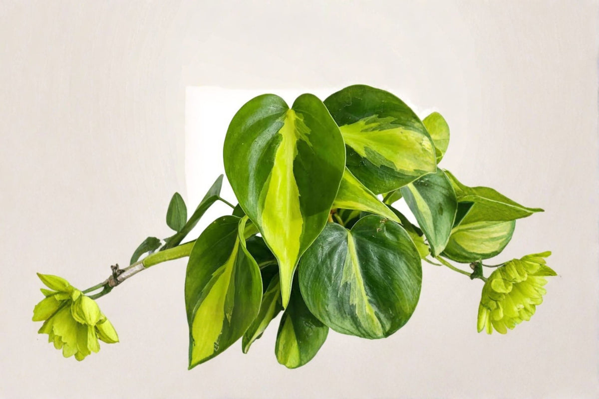 Variegated Philodendron Brasil Cuttings | 2 Live Plant Cuttings | Philodendron Brasil Heartleaf | Variegated Philodendron | Tropical Houseplant