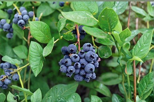 Darrow Blueberry Live Plant – 3–8" Tall – Vaccinium corymbosum – 3" Pot