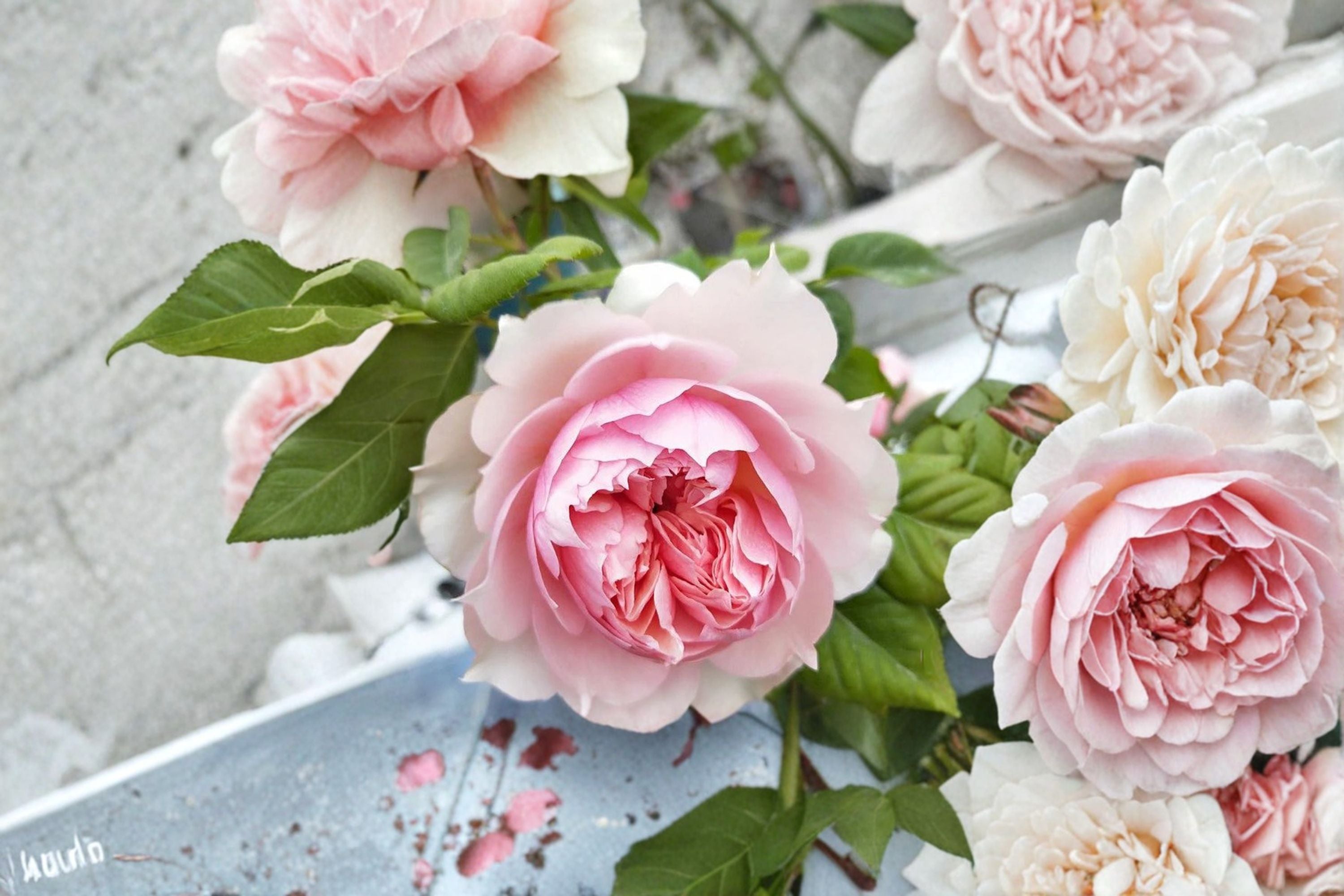 Monique Darve Rose Live Plant – Elegant Garden Cut Rose