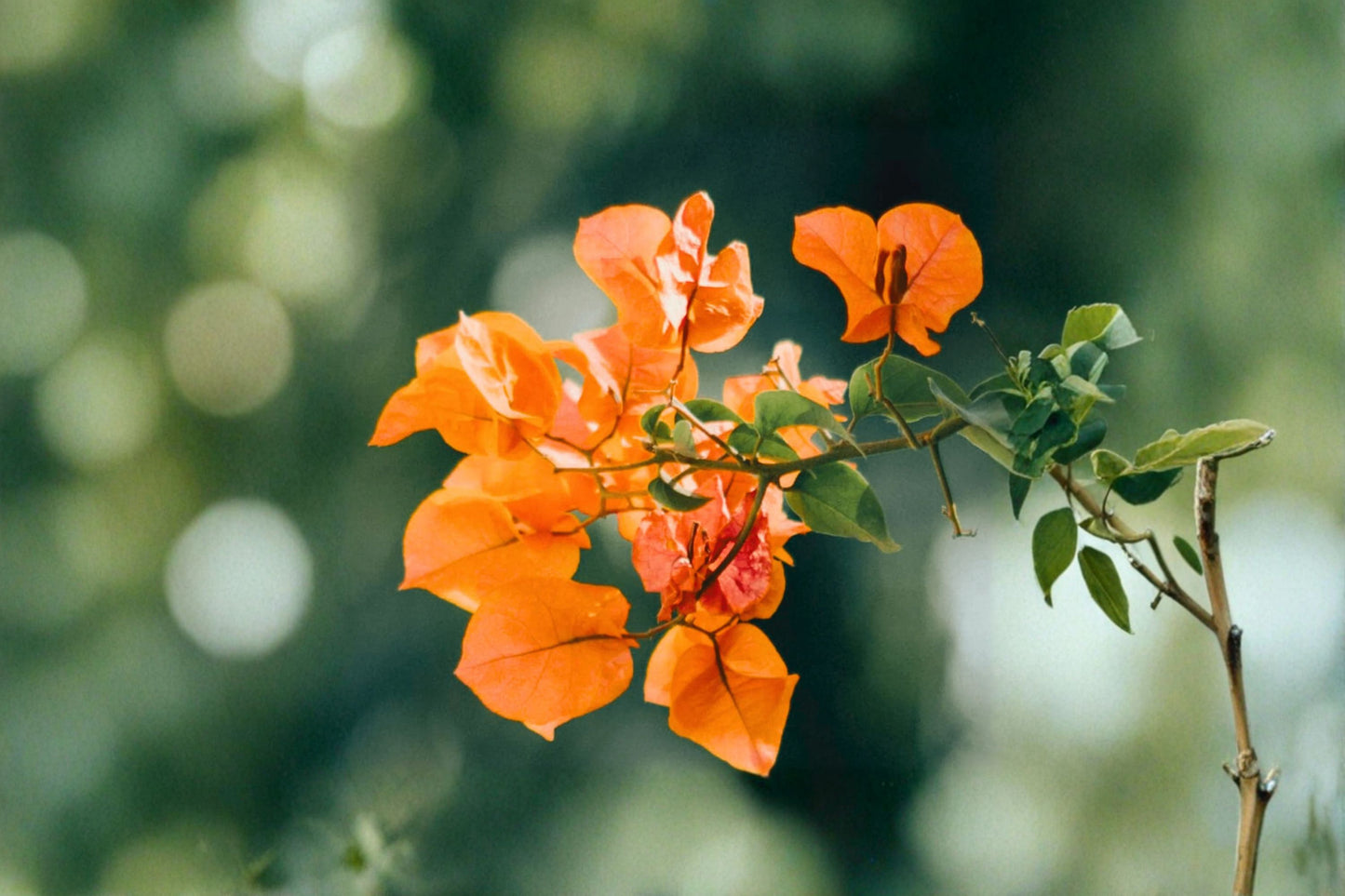 Orange Bougainvillea Live Plant – 1 Gallon Pot – 25–30" Tall – Bougainvillea Hybrid