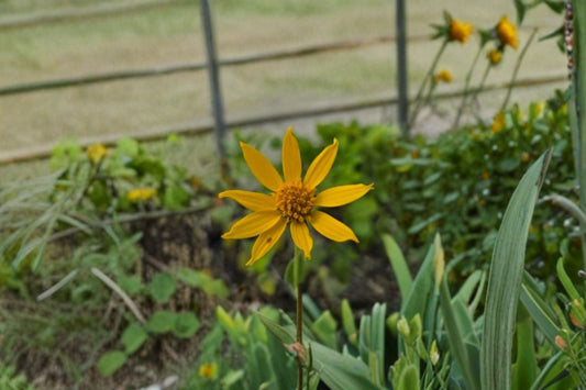 Yellow Crownbeard Seeds Verbesina Helianthoides Native Yellow Wildflower Tall Garden Pollinator Plant Meadow 30 Seeds