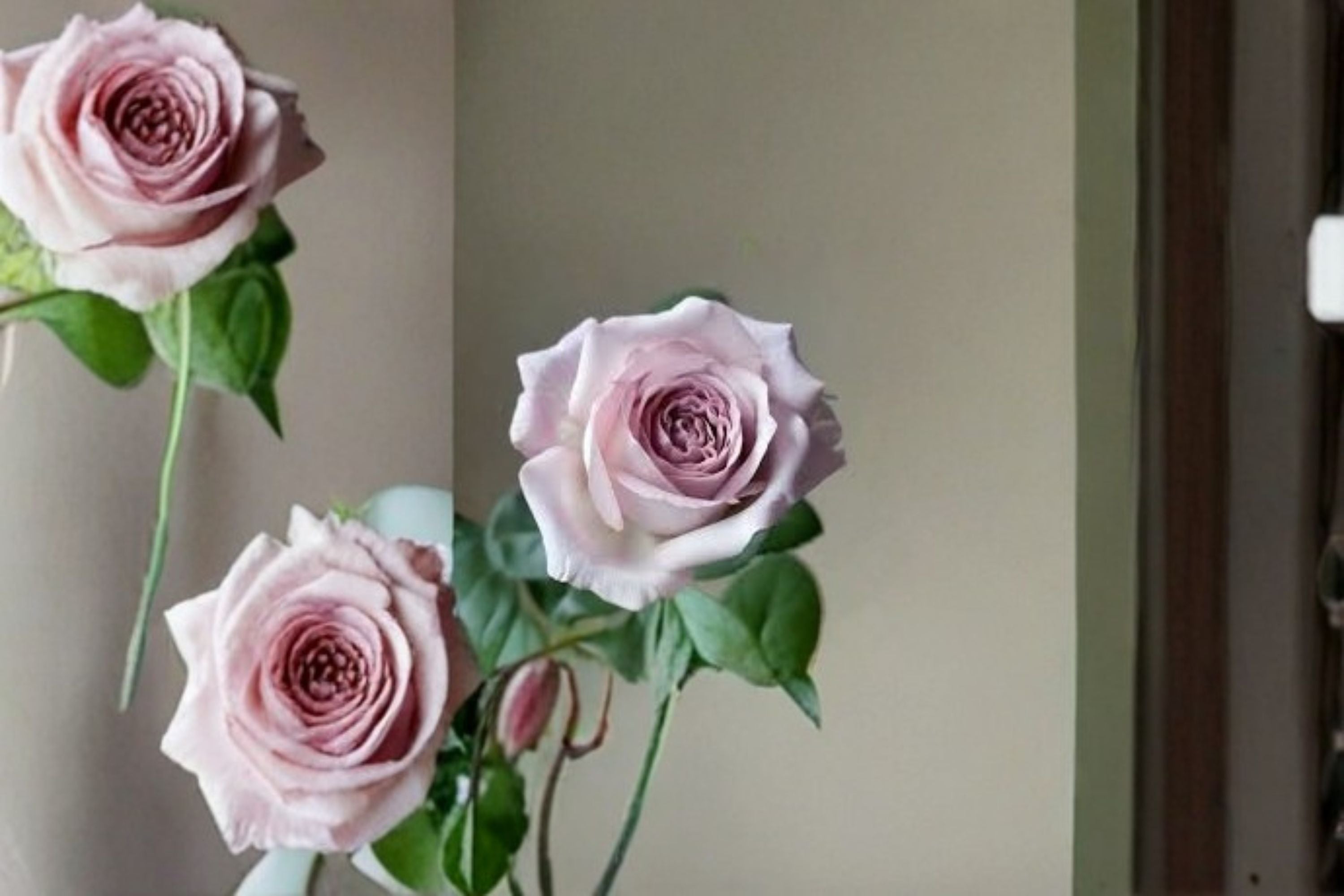 Bounty Way Rose Live Plant – Lavender Pink Cut Rose