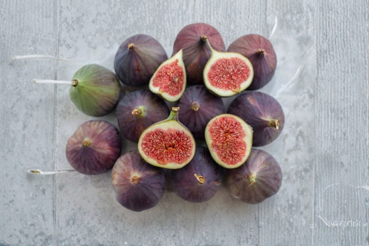 LSU Purple & Alma Fig Cuttings | 6 Fig Tree Cuttings | 2 Edible Fig Varieties | 3 LSU Purple + 3 Alma | Fig Tree Propagation