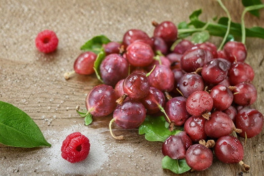 Hinnomaki Red Gooseberry Live Plant – 1 Gal – Ribes uva-crispa – Zones 3–7