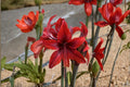 Red Amaryllis Bulbs – Hippeastrum Lily Live Bulbs