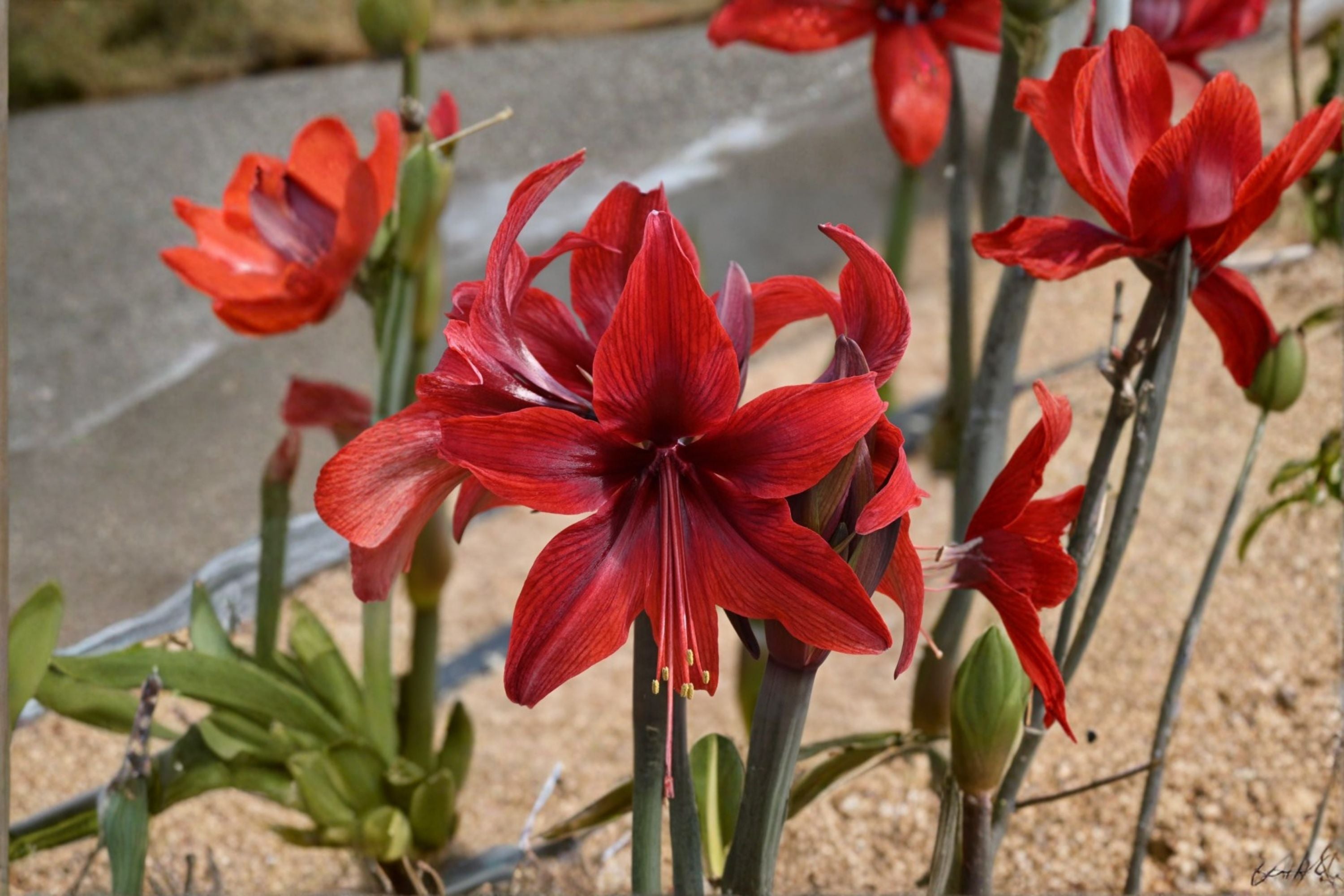 Red Amaryllis Bulbs – Hippeastrum Lily Live Bulbs